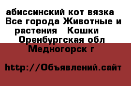 абиссинский кот вязка - Все города Животные и растения » Кошки   . Оренбургская обл.,Медногорск г.